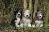 BEARDED COLLIE 322